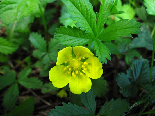 Kriech-Fingerkraut (Potentilla reptans)