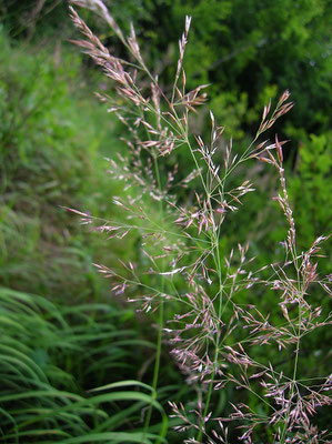 Bunt-Reitgras (Calamagrostis varia)