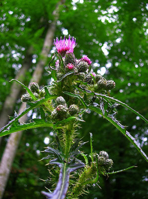 Sumpf-Kratzdistel (Cirsium palustre)