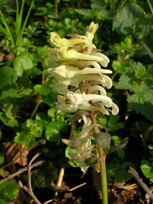 Hohl-Lerchensporn (Corydalis cava)