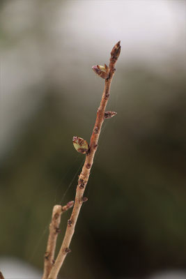 Echter Seidelbast (Daphne mezereum) | Fam. Spatzenzungengewächse (Thymelaeaceae)