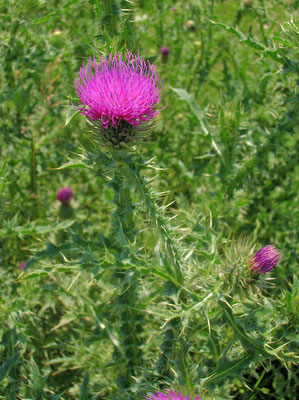 Weg-Ringdistel (Carduus acanthoides)