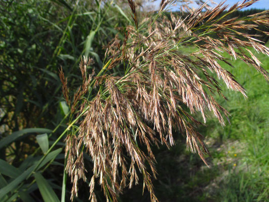 Gewöhnliches Schilf (Phragmites australis)