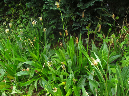 Spitz-Wegerich (Plantago lanceolata)