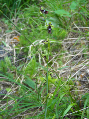 Fliegen-Ragwurz (Ophrys insectifera)