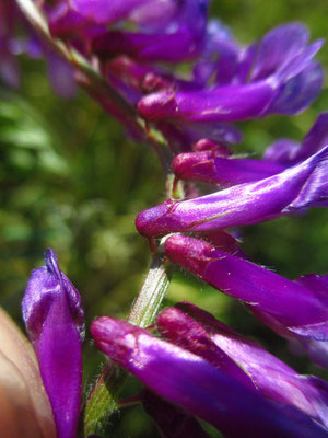 Zottel-Wicke (Vicia villosa)