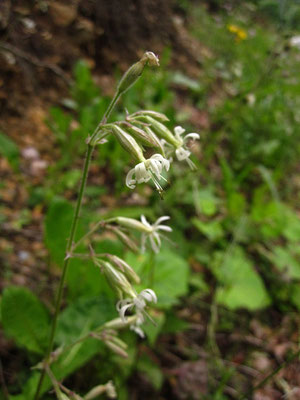 Nickendes Leimkraut (Silene nutans)