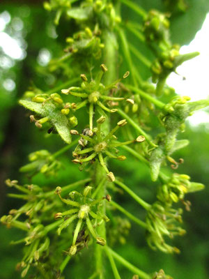 Berg-Ahorn (Acer pseudoplatanus)