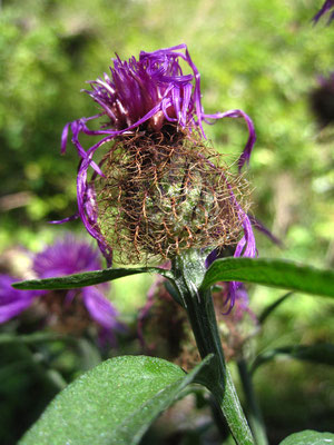 Gewöhnliche Perücken-Flockenblume (Centaurea pseudophrygia)
