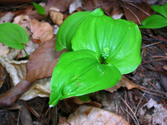 Groß-Zweiblatt (Listera ovata)