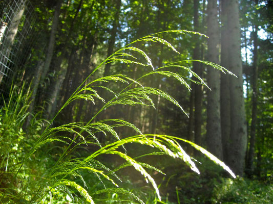 Horst-Rasenschmiele (Deschampsia cespitosa)