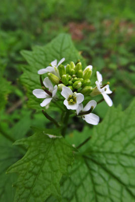 Knoblauchrauke (Alliaria petiolata)