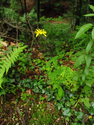 Berg-Johanniskraut (Hypericum montanum)