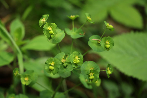 Mandel-Wolfsmilch (Euphorbia amygdaloides) | Familie: Wolfsmilchgewächse