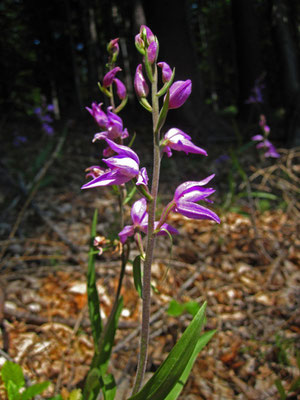 Purpur-Waldvöglein (Cephalanthera rubra)