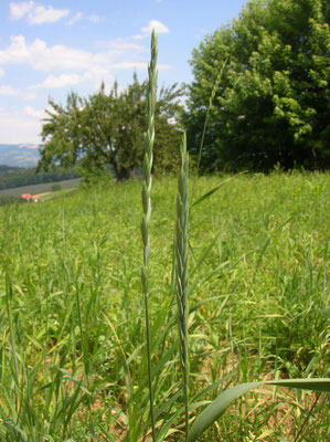 Acker-Quecke (Elymus repens)