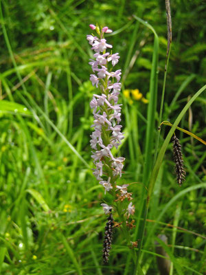 Duft-Händelwurz (Gymnadenia odoratissima)