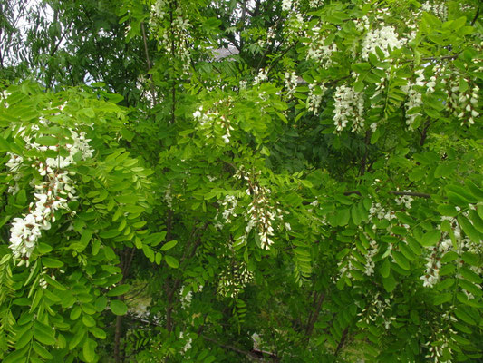 Robinie (Robinia pseudoacacia)