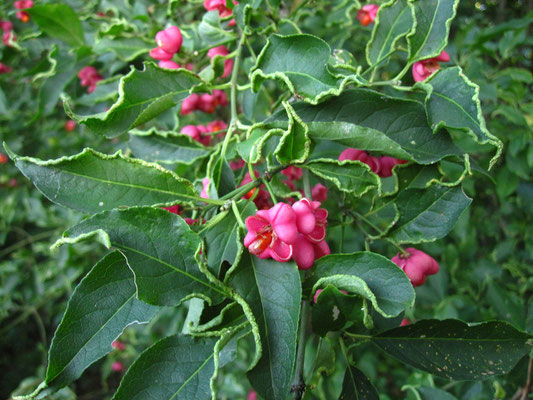 Gewöhnliches Pfaffenkäppchen (Euonymus europaeus)