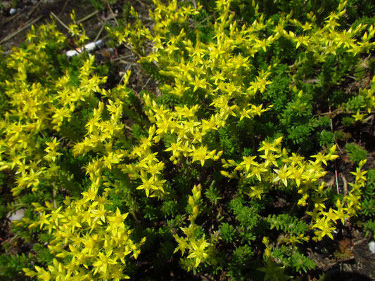 Milder Mauerpfeffer (Sedum sexangulare)