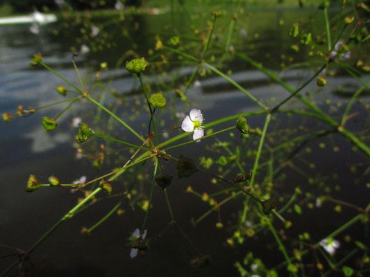 Gewöhnlicher Froschlöffel (Alimsa plantago-aquatica)