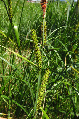 Sumpf-Segge (Carex acutiformis)