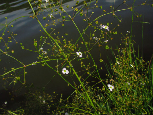 Gewöhnlicher Froschlöffel (Alimsa plantago-aquatica)