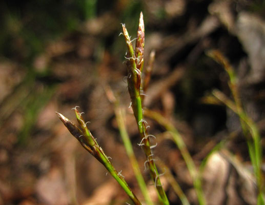 Finger-Segge (Carex digitata)