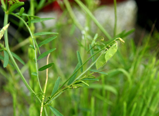 Zweisamen-Wicke (Vicia hirsuta)