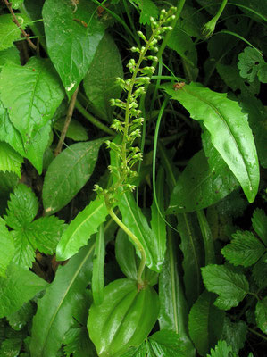 Groß-Zweiblatt (Listera ovata)