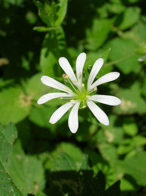 Wald-Sternmiere (Stellaria nemorum)