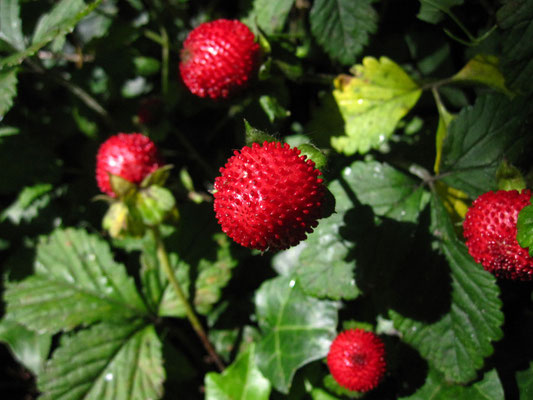 Scheinerdbeere (Potentilla indica)