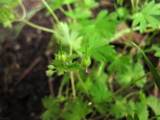 Klein-Storchschnabel (Geranium pusillum)