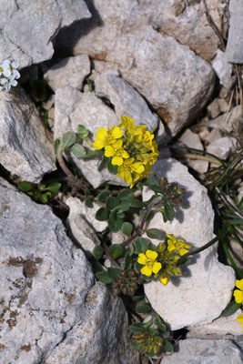 Obir-Steinkraut (Alyssum ovirense)