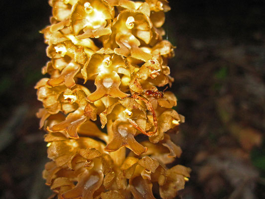 Vogel-Nestwurz (Neottia nidus-avis)