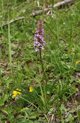 Mücken-Händelwurz (Gymnadenia conopsea) | Familie: Orchideen (Orchidaceae)