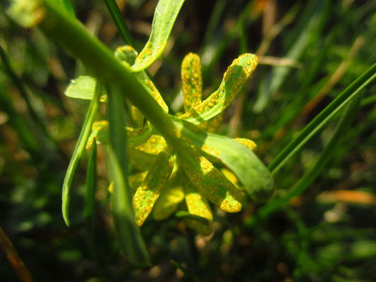 Zypressen-Wolfsmilch (Euphorbia cyparissias) mit parasitierendem Erbsenrost (Pilz)