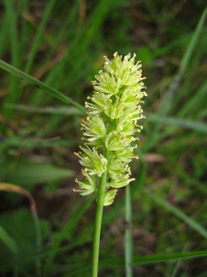 Kelch-Simsenlilie (Tofieldia calyculata)