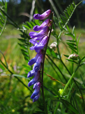 Vogel-Wicke (Vicia cracca)