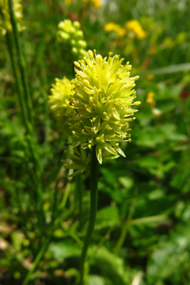 Kelch-Simsenlilie (Tofieldia calyculata) | Fam. Simsenliliengewächse (Tofieldiaceae)