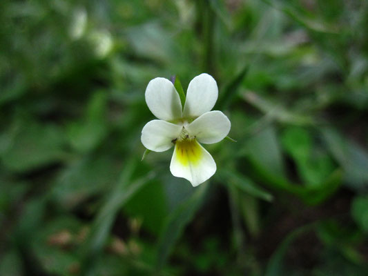 Acker-Stiefmütterchen (Viola arvensis)