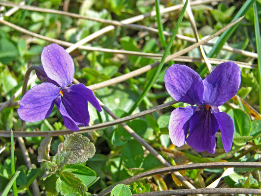 März-Veilchen (Viola odorata)