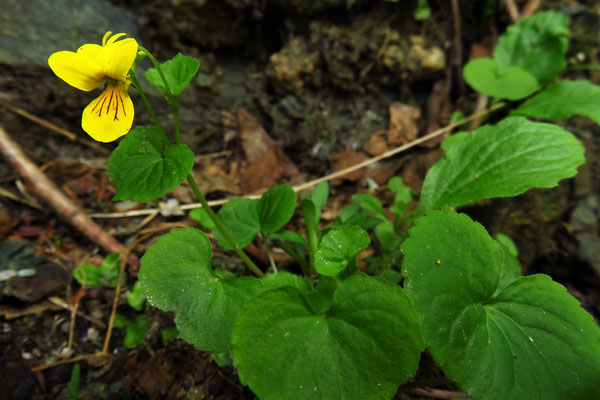 Zweiblüten-Veilchen (Viola biflora)