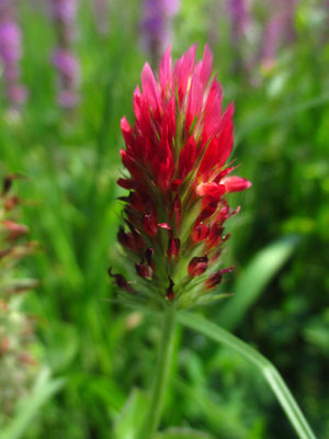 Inkarnat-Klee (Trifolium incarnatum)