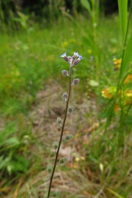 Hügel-Vergissmeinnicht (Myosotis ramosissima)