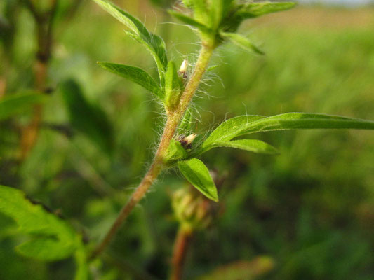 Beifuß-Traubenkraut (Ambrosia artemisiifolia) | weibliche Blüte(n)