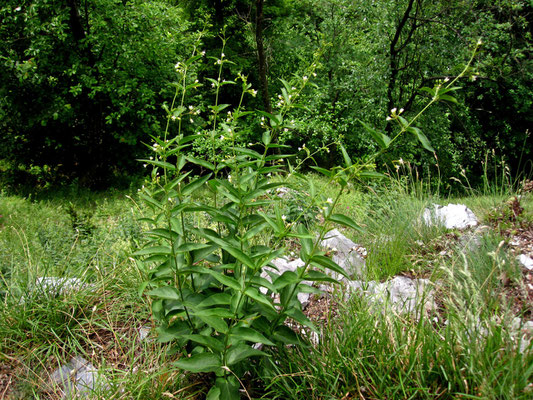 Echte Schwalbenwurz (Vincetoxicum hirundinaria)