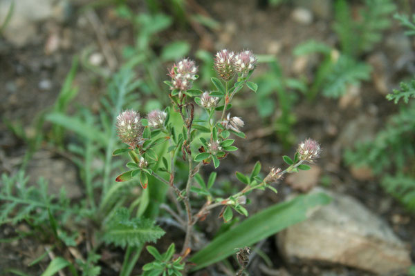 Hasen-Klee (Trifolium arvense)