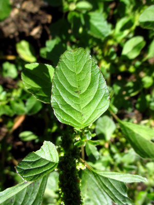 Stutzblatt-Amaranth (Amaranthus blitum)