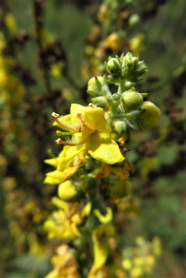 Heide-Königskerze (Verbascum lychnitis)